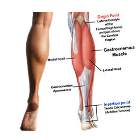 عضلات الكالف